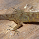 Image for article titled India’s rare faunas are disappearing faster than scientists can discover them